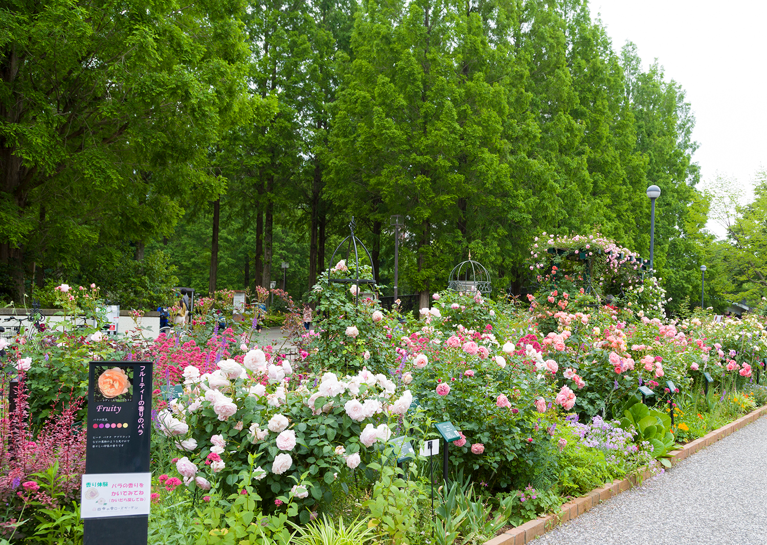 バラの香りを楽しむ庭 四季の香ローズガーデン 練馬区 へようこそ