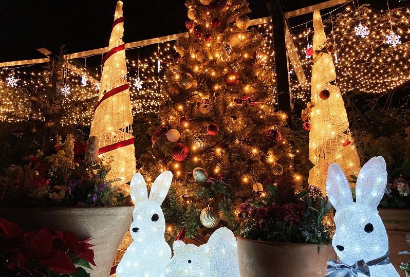 クリスマスイルミネーションと開園時間延長のお知らせ バラの香りを楽しむ庭 四季の香ローズガーデン 練馬区 へようこそ