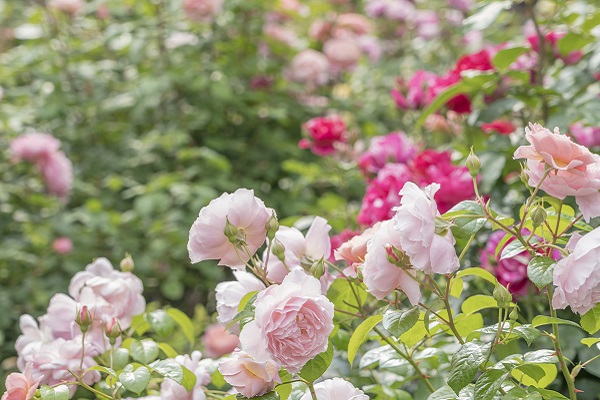 2023 ローズガーデンフェスティバル | バラの香りを楽しむ庭 四季の香