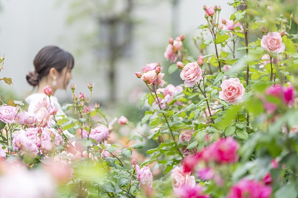 2023 ローズガーデンフェスティバル | バラの香りを楽しむ庭 四季の香
