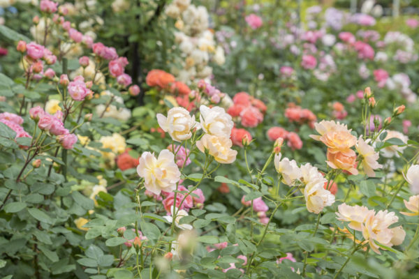 バラの香りを楽しむ庭 四季の香ローズガーデン(練馬区)へようこそ！
